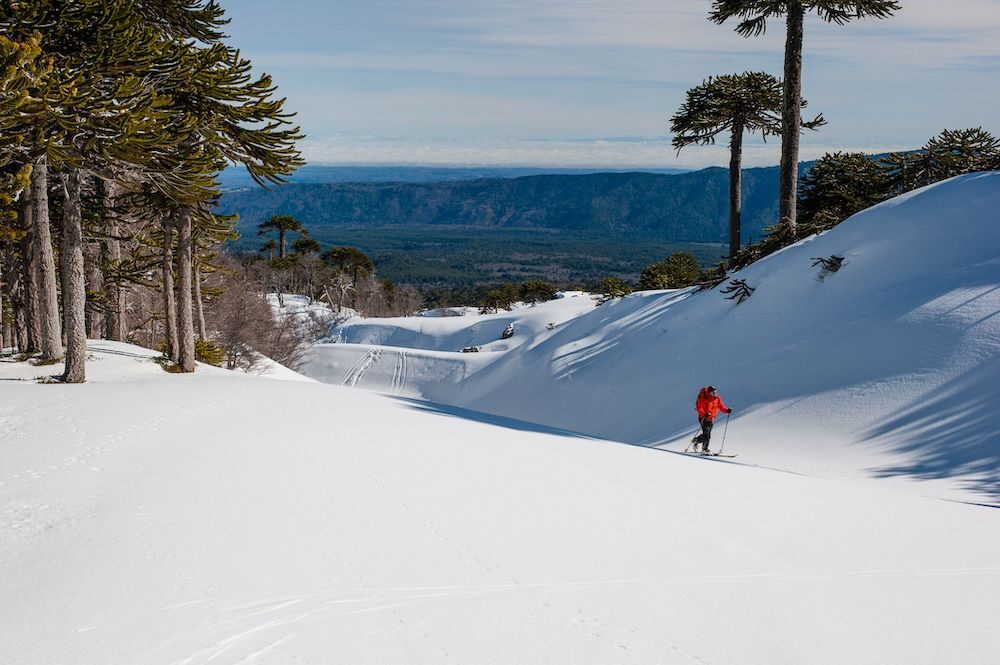 Ski touring among araucaria trees on a southern volcano